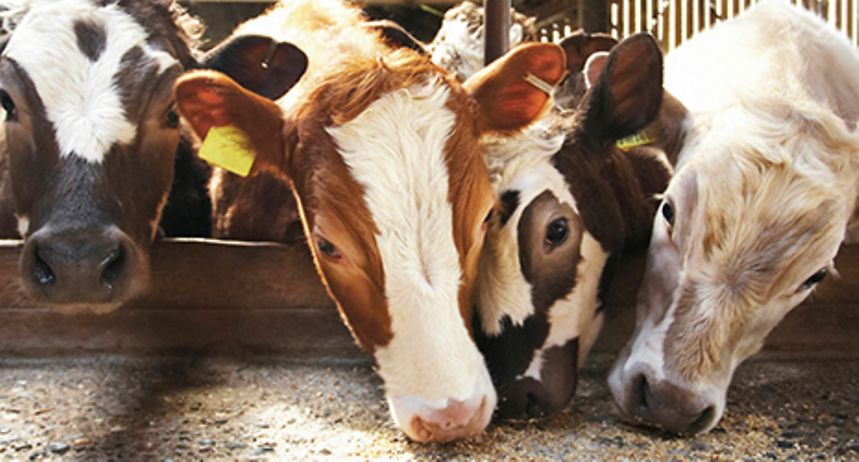 Fodder Processing Factory - Germany