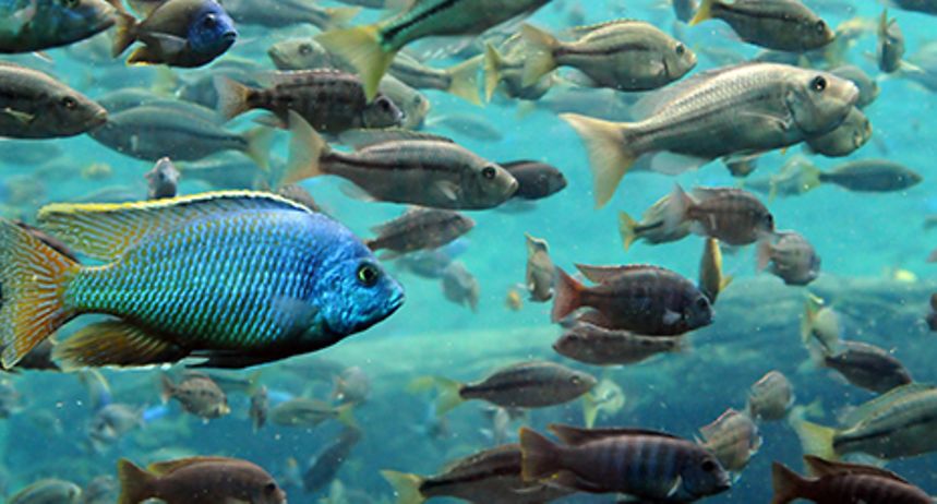 Seafood processing factory - Germany